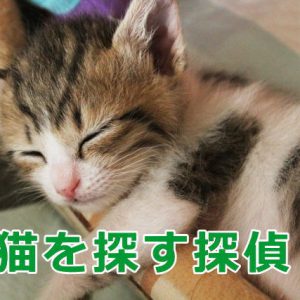 猫を探す探偵